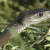Article image for: 5 Most venomous snakes in <i class="tbold">australia</i> commonly found near homes and gardens