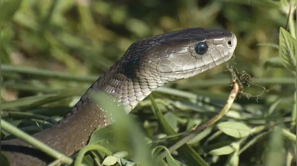 5 Most venomous snakes in Australia commonly found near homes and gardens
