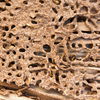 5 effective ways to help remove termites and save your wooden interiors ...