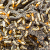 Confirm your termite problem first