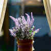 Lavender – an attractive plant with a relaxing scent