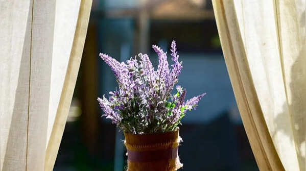 Lavender – an attractive plant with a relaxing scent