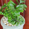 Article image for: ZZ plant – easy-to-grow indoor plant