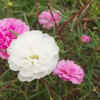 Article image for: Portulaca – flowering drought-resistant succulent