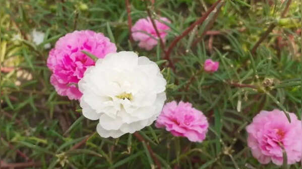 Portulaca – flowering drought-resistant succulent