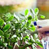Article image for: Jade plant – hardy succulent for low-maintenance <i class="tbold">garden</i>s