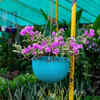 Article image for: Bougainvillaea – flowering plants which tolerate drought well