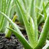 Aloe vera – moisture-retaining succulent