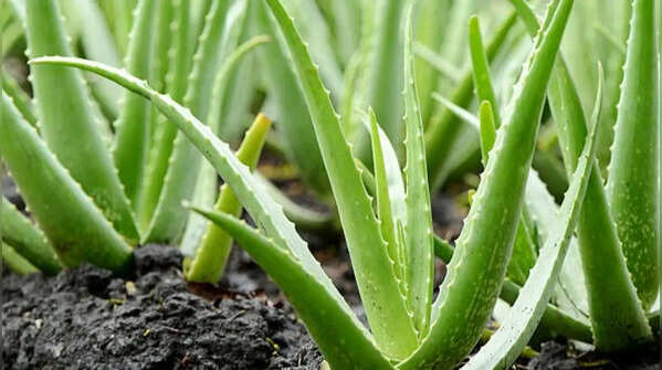 Aloe vera – moisture-retaining succulent