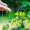 Article image for: 7 plants that will survive in your garden, even if you forget giving them <i class="tbold">water</i>