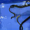 Article image for: Sea snake – live birth of sea <i class="tbold">snakes</i>