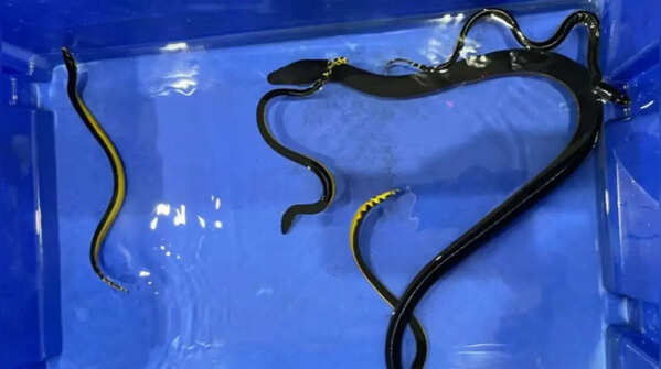 Sea snake – live birth of sea snakes