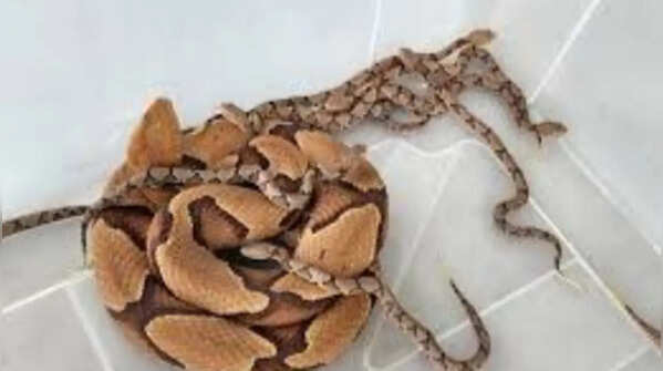 Copperhead snake – live birth in pit vipers