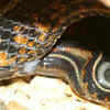 Article image for: Garter snake – adaptable <i class="tbold">snakes</i> with live births