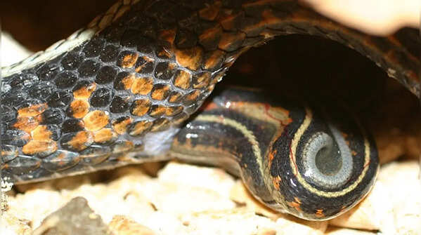 Garter snake – adaptable snakes with live births