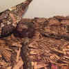 Article image for: Gaboon viper – the huge forest inhabitant