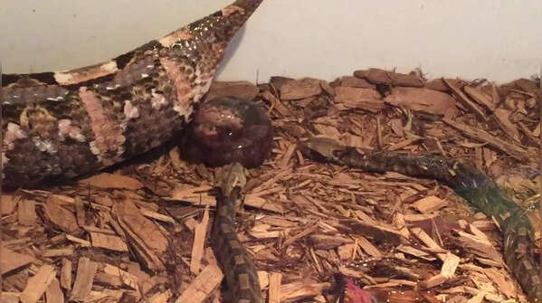 Gaboon viper – the huge forest inhabitant