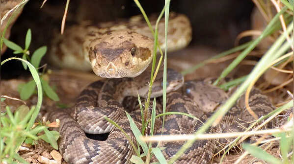 Rattlesnake – live births in venomous snakes