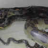 Article image for: Green anaconda – the largest <i class="tbold">water</i>-dwelling serpent