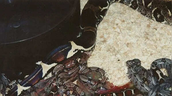 Boa constrictor – the notorious live-bearing serpent