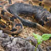 Article image for: 7 fascinating snakes that give birth to live young instead of laying eggs