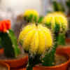 Article image for: <i class="tbold">moon</i> cactus – the colourful grafted cactus