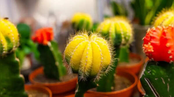Moon cactus – the colourful grafted cactus