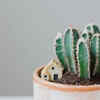 Fairy castle cactus – the tower-shaped cactus