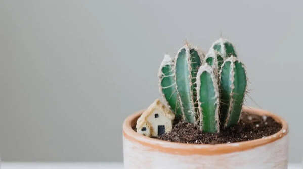 Fairy castle cactus – the tower-shaped cactus