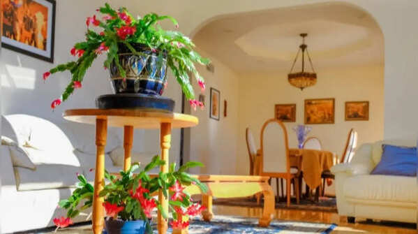 Christmas cactus – the flowering indoor cactus