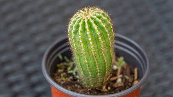 Golden barrel cactus – the round desert favourite