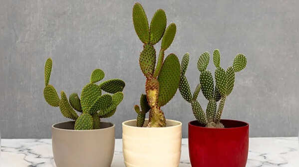 Bunny ear cactus – the beginner-friendly cactus