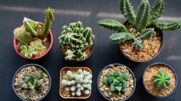 5 types of cactus plants and how to grow them at home (simple step-by-step guide for beginners)