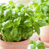Article image for: Use for plants