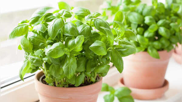 Use for plants