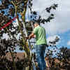 Article image for: Don't kill the tree in the process of trimming