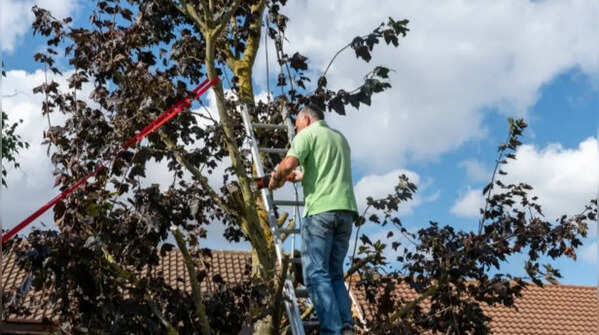 Don't kill the tree in the process of trimming