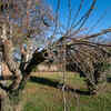 Cutting requires council permission if the tree is protected