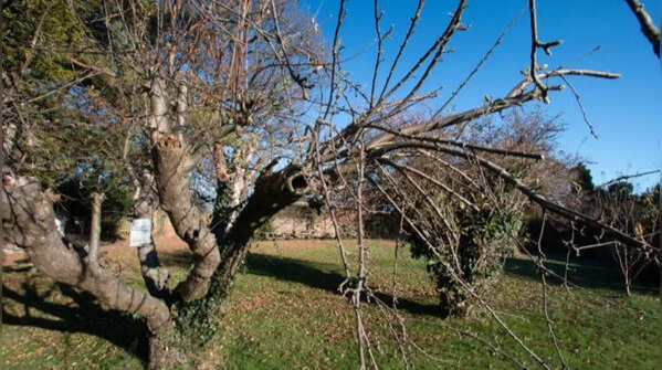 Cutting requires council permission if the tree is protected