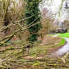 Article image for: The <i class="tbold">branch</i>es belong to the neighbour's property anyway