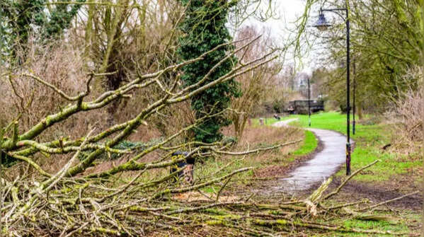 The branches belong to the neighbour's property anyway