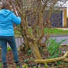 Article image for: You can trim overhanging <i class="tbold">branch</i>es in general
