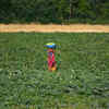 Article image for: India should resist EU, US pressure on data exclusivity in farm-chemicals: GTRI flags