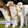Article image for: 5 elegant dog breeds that were part of royal families