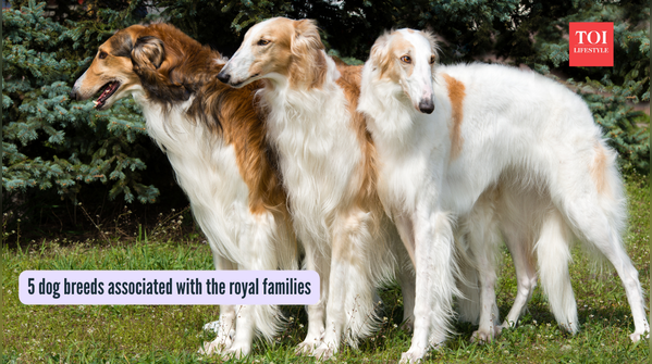 5 elegant dog breeds that were part of royal families