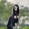 Saluki 