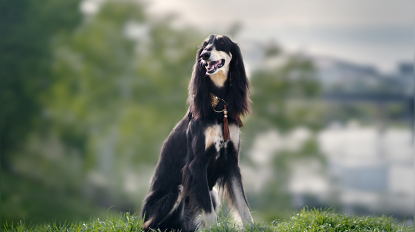 Saluki