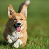 Pembroke Welsh Corgi