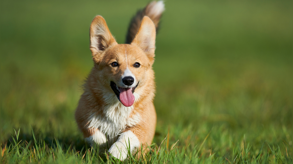 Pembroke Welsh Corgi