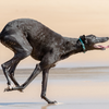 Greyhound